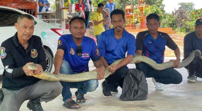 1712832295 Taylandda arac kaputundan 16 kiloluk kral kobra cikti