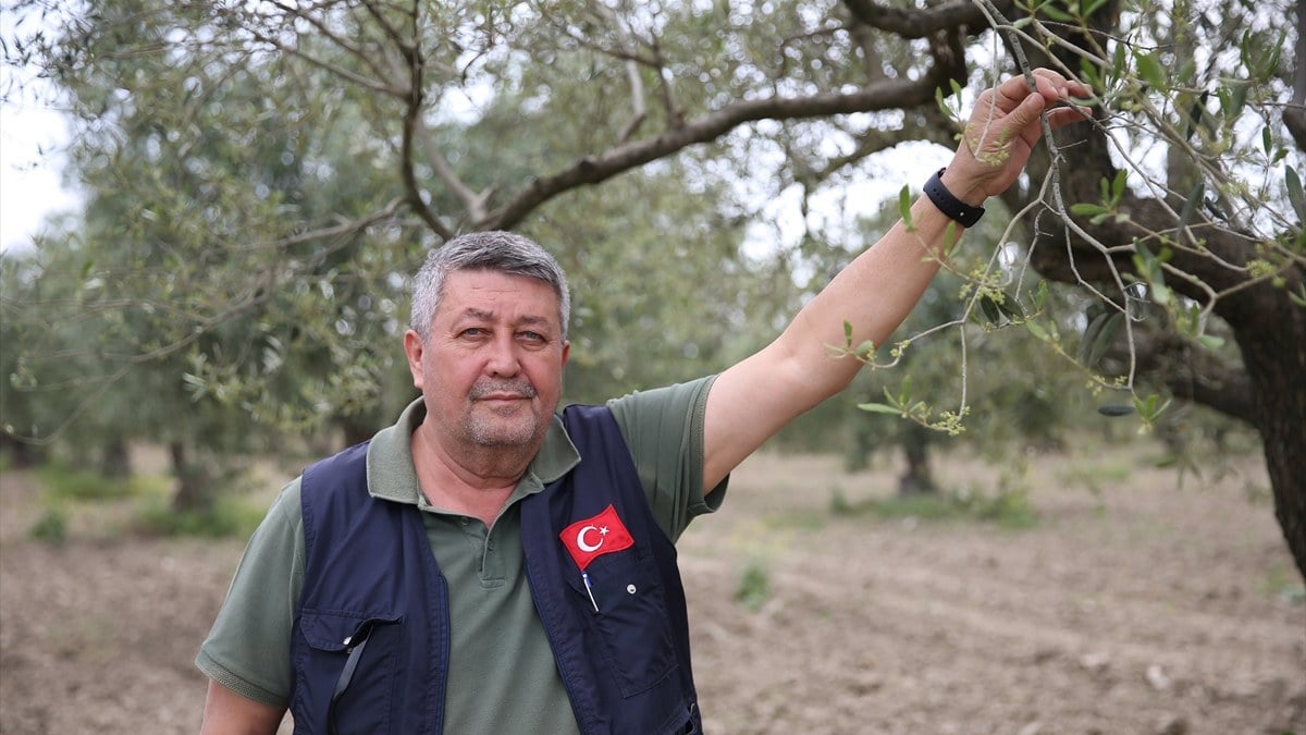 Manisadaki zeytin agaclarini halkali leke hastaligi sardi