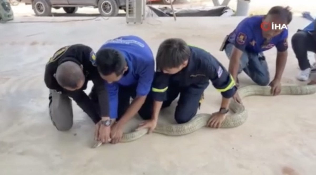 Taylandda arac kaputundan 16 kiloluk kral kobra cikti