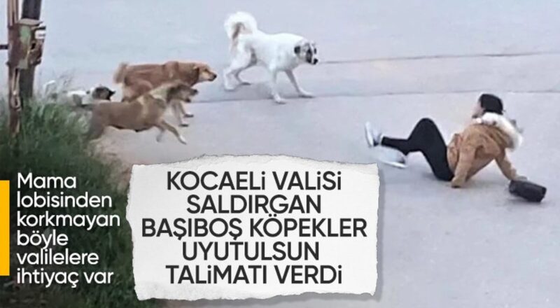 1714718684 Kocaeli Valiligi sokak hayvanlari icin belediyelere yazi gonderdi