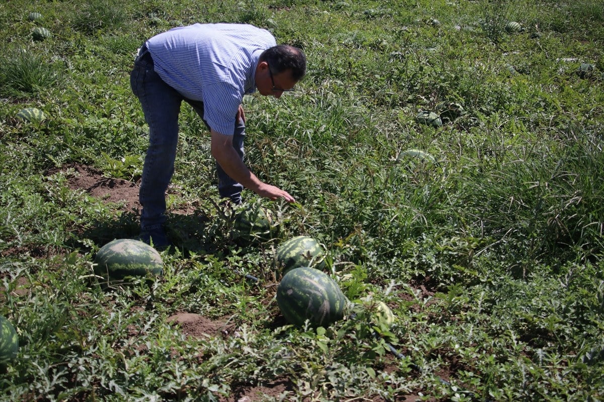 1715112533 112 Adanada ham karpuzun tarladan cikisini engelemek icin tim kurdular